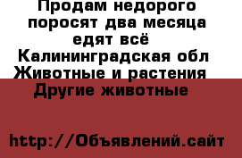 Продам недорого поросят два месяца едят всё - Калининградская обл. Животные и растения » Другие животные   